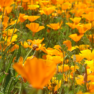 poppy_field